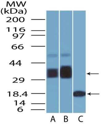 Western Blot: BST2 Antibody (4F6) - Azide and BSA Free [NBP2-80604] - WB analysis of BST2 protein in (A) human heart lysate (B) human ovary lysate and on (C) partial recombinant BST2 protein with monoclonal BST2 antibody (clone 4F6) at a concentration of 1 ug/mL. In the tested lysates, two bands were observed which represents the glycosylated (lower intense bands) and the ubiquitinated (higher weak bands) forms of BST2 protein. Image from the standard format of this antibody.