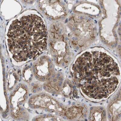 Immunohistochemistry-Paraffin: BST2 Antibody [NBP1-85760] - Staining of human kidney shows moderate to strong cytoplasmic positivity in cells in glomeruli.
