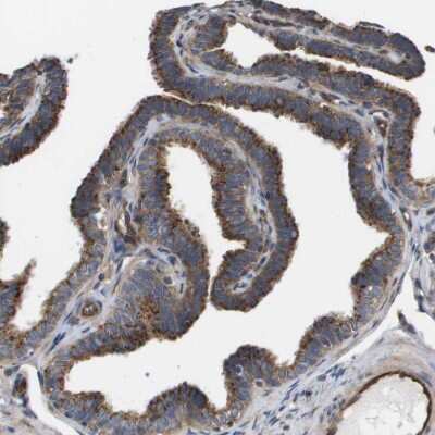 Immunohistochemistry-Paraffin: BST2 Antibody [NBP1-85760] - Staining of human fallopian tube shows moderate to strong cytoplasmic positivity in glandular cells.
