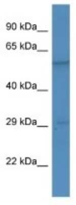 Western Blot: BSX Antibody [NBP3-10602] - Western blot analysis of BSX in Mouse Kidney. Antibody dilution at 1ug/ml