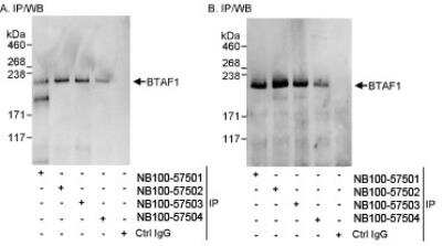 Immunoprecipitation: BTAF1 Antibody [NB100-57503] - Detection of Human BTAF1 by Western Blot of Immunoprecipitates. Samples: Whole cell lysate (1 mg for IP, 20 percent of IP loaded) from HeLa cells. Antibodies: Affinity purified rabbit anti-BTAF1 antibody NB100-57503 used for IP at 3 mcg/mg lysate (A and B). BTAF1 was also immunoprecipitated by rabbit anti-BTAF1 antibodies NB100-57501 and NB100-57502, which recognize other epitopes. Detection: Chemiluminescence with exposure times of 3 seconds (A) and 30 seconds (B).