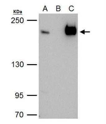 Immunoprecipitation BTAF1 Antibody