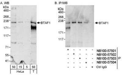 Western Blot: BTAF1 Antibody [NB100-57501] - Detection of Human BTAF1 on HeLa whole cell lysate using NB100-57501. BTAF1 was immunoprecipitated more efficiently by rabbit anti-BTAF1 antibodies NB100-57502 and NB100-57503.