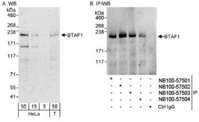 Western Blot BTAF1 Antibody