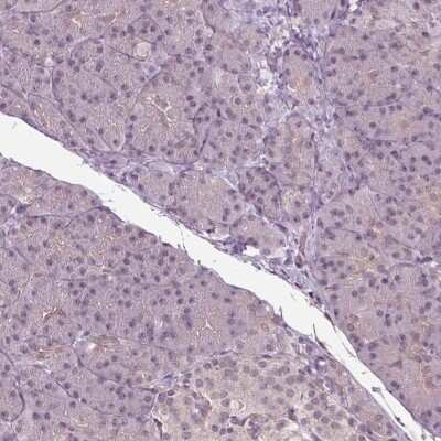 Immunohistochemistry-Paraffin: BTBD1 Antibody [NBP2-38109] - Staining of human pancreas shows low expression as expected.