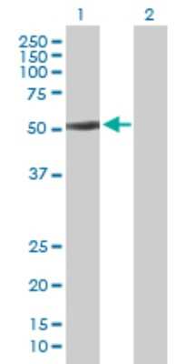 Western Blot: BTBD1 Antibody [H00053339-B01P] - Analysis of BTBD1 expression in transfected 293T cell line by BTBD1 polyclonal antibody.  Lane 1: BTBD1 transfected lysate(53.02 KDa). Lane 2: Non-transfected lysate.