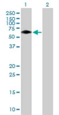 Western Blot: BTBD10 Antibody [H00084280-B01P] - Analysis of BTBD10 expression in transfected 293T cell line by BTBD10 polyclonal antibody.  Lane 1: BTBD10 transfected lysate(52.25 KDa). Lane 2: Non-transfected lysate.