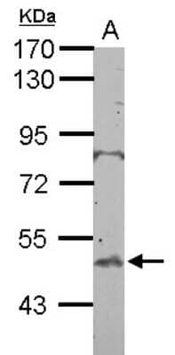 Western Blot: BTBD10 Antibody [NBP2-15625] - Sample (50 ug of whole cell lysate) A: Mouse Testis, 10% SDS PAGE gel, diluted at 1:500.