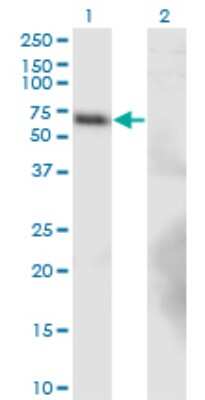 Western Blot: BTBD9 Antibody (1G3) [H00114781-M02] - Analysis of BTBD9 expression in transfected 293T cell line by BTBD9 monoclonal antibody (M02), clone 1G3.Lane 1: BTBD9 transfected lysate(65.7 KDa).Lane 2: Non-transfected lysate.