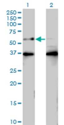 Western Blot: BTBD9 Antibody (3H3) [H00114781-M01] - Analysis of BTBD9 expression in transfected 293T cell line by BTBD9 monoclonal antibody (M01), clone 3H3.Lane 1: BTBD9 transfected lysate(65.7 KDa).Lane 2: Non-transfected lysate.