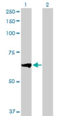 Western Blot: BTBD9 Antibody [H00114781-B01P] - Analysis of BTBD9 expression in transfected 293T cell line by BTBD9 polyclonal antibody.  Lane 1: BTBD9 transfected lysate(64.02 KDa). Lane 2: Non-transfected lysate.