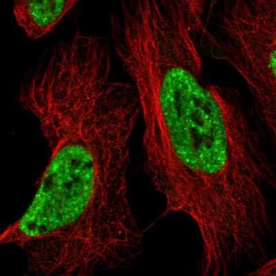 Immunocytochemistry/Immunofluorescence: BTF Antibody [NBP2-58887] - Staining of human cell line U-2 OS shows localization to nuclear speckles.