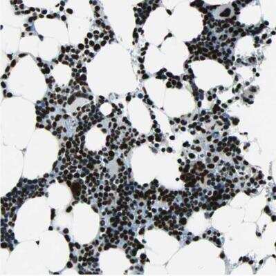 Immunohistochemistry-Paraffin: BTF Antibody [NBP1-89923] - Staining of human bone marrow shows strong nuclear positivity in hematopoietic cells.