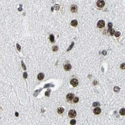 Immunohistochemistry-Paraffin: BTF Antibody [NBP1-89923] - Staining of human cerebral cortex.