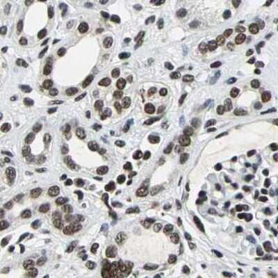 Immunohistochemistry-Paraffin: BTF Antibody [NBP1-89923] - Staining of human kidney.