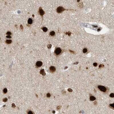 Immunohistochemistry-Paraffin: BTF Antibody [NBP1-89924] - Staining of human cerebral cortex using Anti-BCLAF1 antibody NBP1-89924.