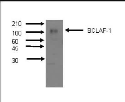 Western Blot: BTF Antibody (M33-P5B11) [NBP2-50118] - Western Blot using mAb M33-P5B11.