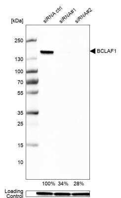 Western Blot BTF Antibody - BSA Free