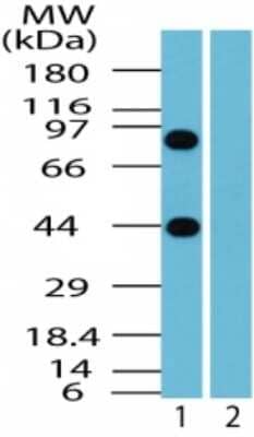 Western Blot: BTF Antibody [NBP2-24859] - analysis of human BTF in Jurkat cell lysate in the 1) absence and 2) presence of immunizing peptide using BTF antibody at 0.5 ug/ml.