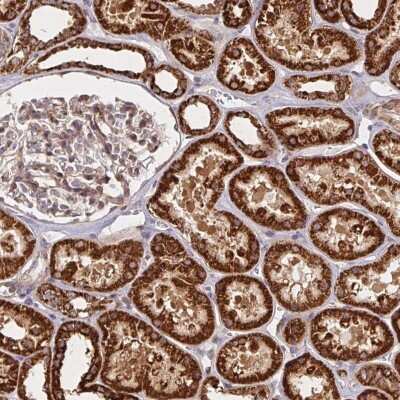 Immunohistochemistry-Paraffin: BTF3 Antibody [NBP2-49225] - Staining of human kidney shows strong cytoplasmic positivity in renal tubules.