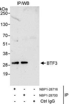 Immunoprecipitation: BTF3 Antibody [NBP1-28700] - Samples: Whole cell lysate (1 mg for IP, 20% of IP loaded) from HeLa cells.   Antibodies: Affinity purified rabbit anti-BTF3 antibody NBP1-28700 used for IP at 10 ug/mg lysate.  BTF3 was also immunoprecipitated by rabbit anti-BTF3 antibody NBP1-28716, which recognizes an upstream epitope.  For blotting immunoprecipitated BTF3, NBP1-28716 was used at 1 ug/ml.  Detection: Chemiluminescence with an exposure time of 30 seconds.