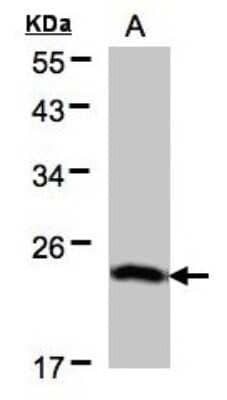 Western Blot: BTF3 Antibody [NBP1-32292] - Sample(30 ug of whole cell lysate)A:H1299 12% SDS PAGE, antibody diluted at 1:500.