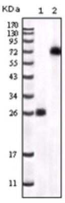 Western Blot: BTK Antibody (7F12H4) - Azide and BSA Free [NBP2-80605] - Analysis of BTK expression in 1) truncated BTK recombinant protein and 2) K562 cell lysate. Image from the standard format of this antibody.