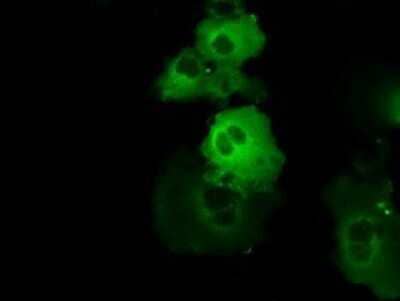 Immunocytochemistry/Immunofluorescence: BTK Antibody (OTI3A2) - Azide and BSA Free [NBP2-70291] - Staining of COS7 cells transiently transfected by pCMV6-ENTRY BTK.