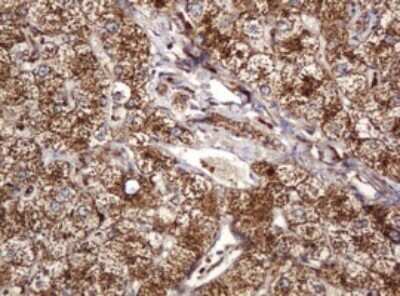 Immunohistochemistry: BTLA/CD272 Antibody (OTI2E4) - Azide and BSA Free [NBP2-72427] - Analysis of Human liver tissue. (Heat-induced epitope retrieval by 10mM citric buffer, pH6.0, 120C for 3min)