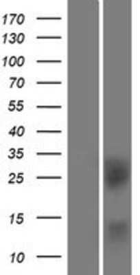 Western Blot: BTLA/CD272 Overexpression Lysate (Adult Normal) [NBP2-11441] Left-Empty vector transfected control cell lysate (HEK293 cell lysate); Right -Over-expression Lysate for BTLA/CD272.