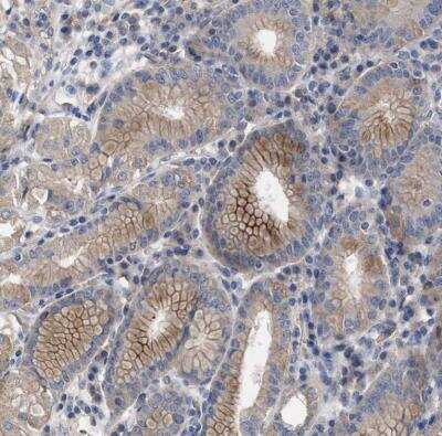 Immunohistochemistry-Paraffin: BTN2A1 Antibody [NBP1-88504] - Staining of human stomach shows weak to moderate membranous positivity in glandular cells.