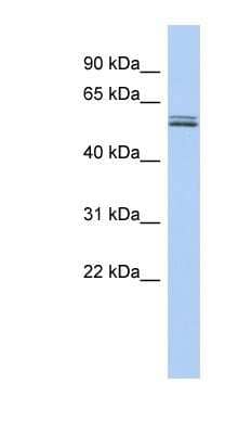 Western Blot: BTN2A1 Antibody [NBP1-62371] - Human Thymus lysate, concentration 0.2-1 ug/ml.