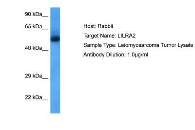 Western Blot BTN2A1 Antibody - BSA Free