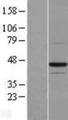 Western Blot: BTN2A1 Overexpression Lysate (Adult Normal) [NBL1-08052] Left-Empty vector transfected control cell lysate (HEK293 cell lysate); Right -Over-expression Lysate for BTN2A1.