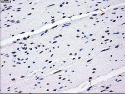 Immunohistochemistry: BTN3A2 Antibody (OTI1A6) - Azide and BSA Free [NBP2-71678] - Staining of paraffin-embedded colon tissue using anti-BTN3A2 mouse monoclonal antibody.