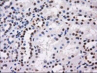 Immunohistochemistry: BTN3A2 Antibody (OTI1A6) - Azide and BSA Free [NBP2-71678] - Staining of paraffin-embedded Kidney tissue using anti-BTN3A2 mouse monoclonal antibody.