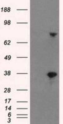 Western Blot BTN3A2 Antibody (OTI1A6) - Azide and BSA Free