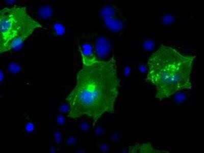 Immunocytochemistry/Immunofluorescence: BTN3A2 Antibody (OTI1A6) [NBP2-02151] - Staining of COS7 cells transiently transfected by pCMV6-ENTRY BTN3A2.