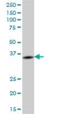 Western Blot BTN3A2 Antibody - Azide and BSA Free