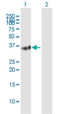Western Blot: BTN3A2 Antibody [H00011118-B01P] - Analysis of BTN3A2 expression in transfected 293T cell line by BTN3A2 polyclonal antibody.  Lane 1: BTN3A2 transfected lysate(36.74 KDa). Lane 2: Non-transfected lysate.