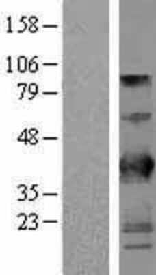 Western Blot BTN3A2 Overexpression Lysate