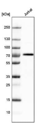 Western Blot BTN3A3 Antibody