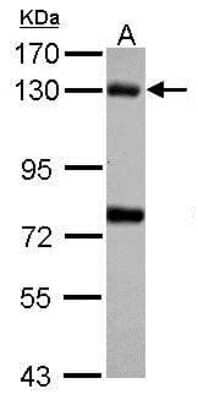 Western Blot: BUB1 Antibody [NBP1-31584] - Sample (30 ug of whole cell lysate) A: A431 7.5% SDS PAGE, antibody diluted at 1:3000.