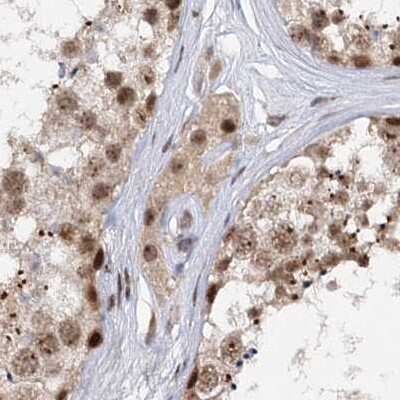 Immunohistochemistry-Paraffin: BUD13 Antibody [NBP1-81863] - Staining of human testis.