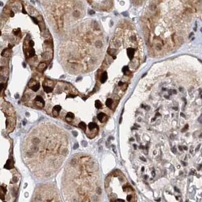 Immunohistochemistry-Paraffin: BUD13 Antibody [NBP1-81863] - Staining of human kidney.