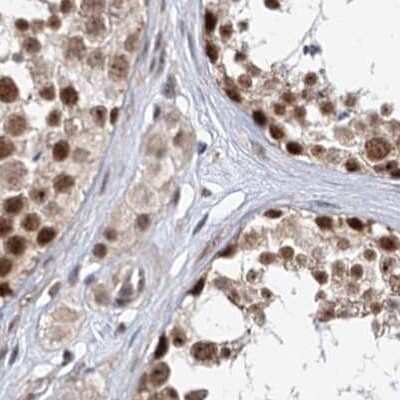 Immunohistochemistry-Paraffin: BUD13 Antibody [NBP2-38407] - Staining of human testis.