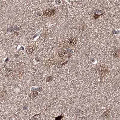 Immunohistochemistry-Paraffin: BUD13 Antibody [NBP2-38407] - Staining of human cerebral cortex.