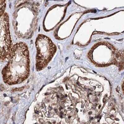 Immunohistochemistry-Paraffin: BUD13 Antibody [NBP2-38407] - Staining of human kidney.
