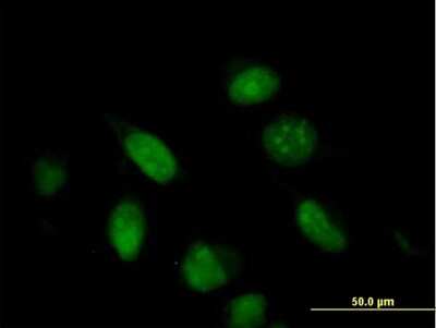 Immunocytochemistry/Immunofluorescence: BUD31 Antibody [H00008896-B02P] - Analysis of purified antibody to G10 on HeLa cell. (antibody concentration 10 ug/ml)