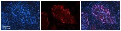 Immunohistochemistry-Paraffin: BUD31 Antibody [NBP3-10475] - Immunohistochemical analysis of formalin-fixed paraffin-embedded human testis tissue.